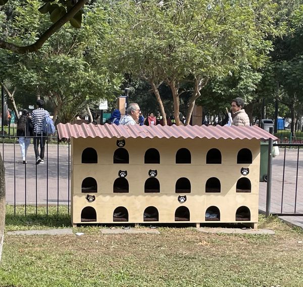 Cats of Parque Kennedy in Lima, Peru