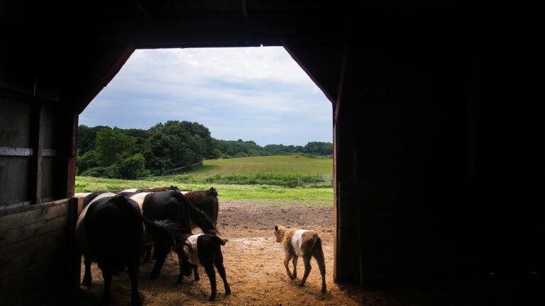 Mass. dairy cows '100% negative' for bird flu, officials say