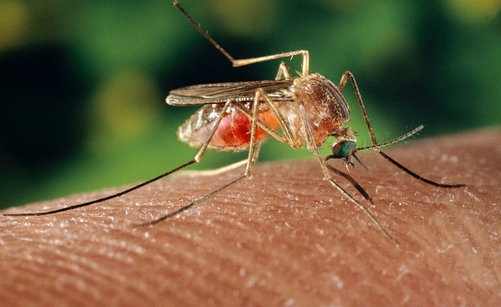 What to Know About the Rare But Deadly Mosquito-Borne Virus Concerning U.S. Towns