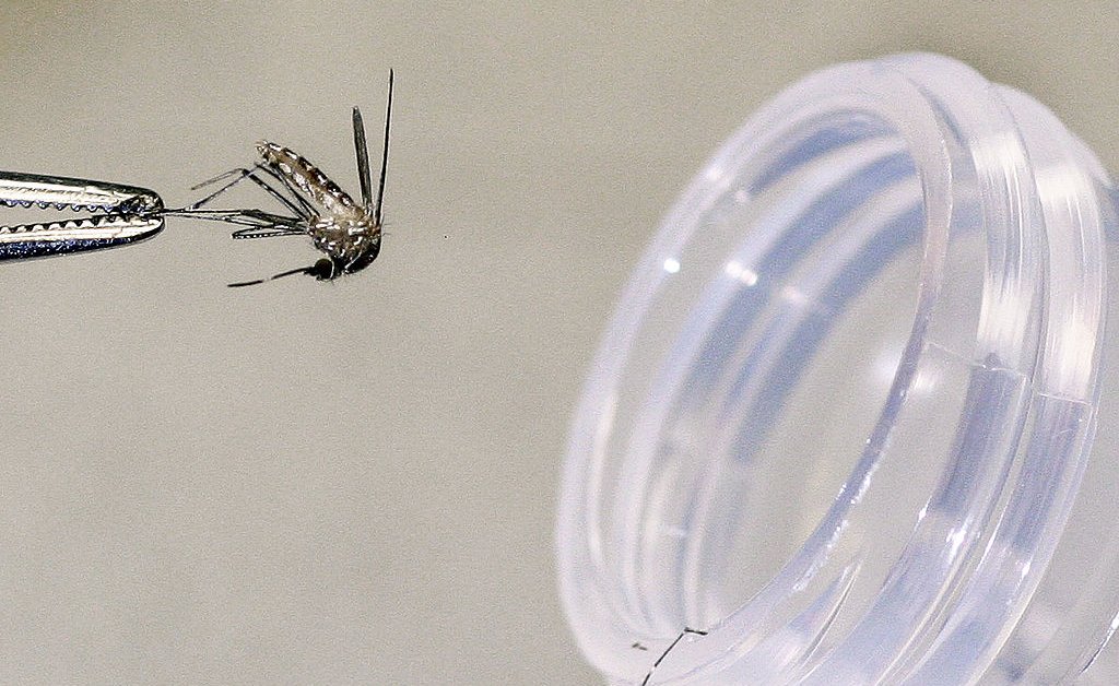 Rare Mosquito-Borne Disease Causes First Death in New Hampshire