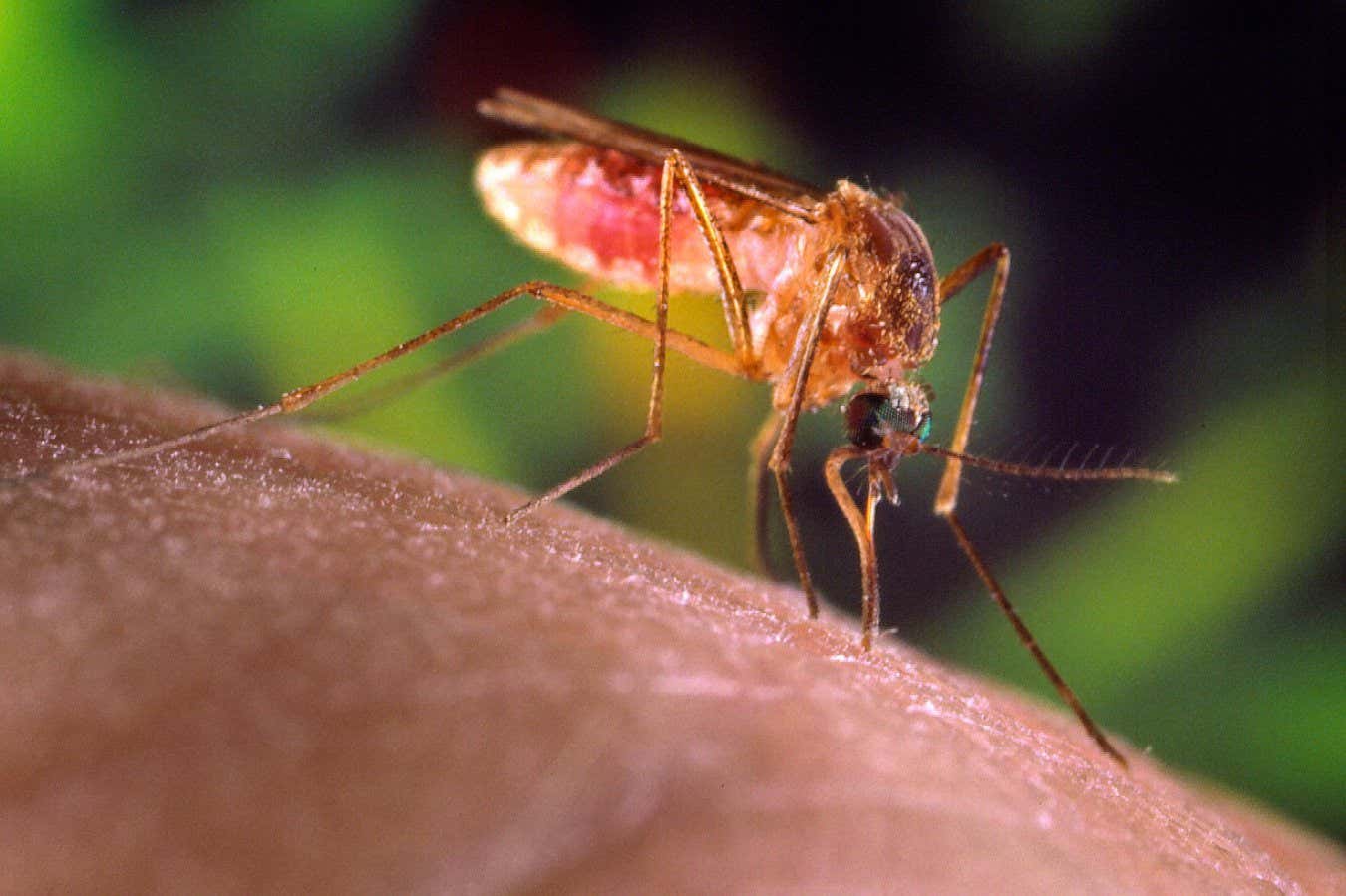 Mosquito-borne illnesses are spiking across the world