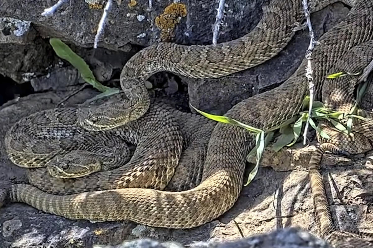 Newborn rattlesnakes at a Colorado 'mega den' are making their live debut