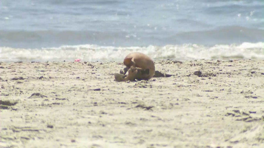 This bizarre discovery on a Southern California beach wasn’t what it seemed