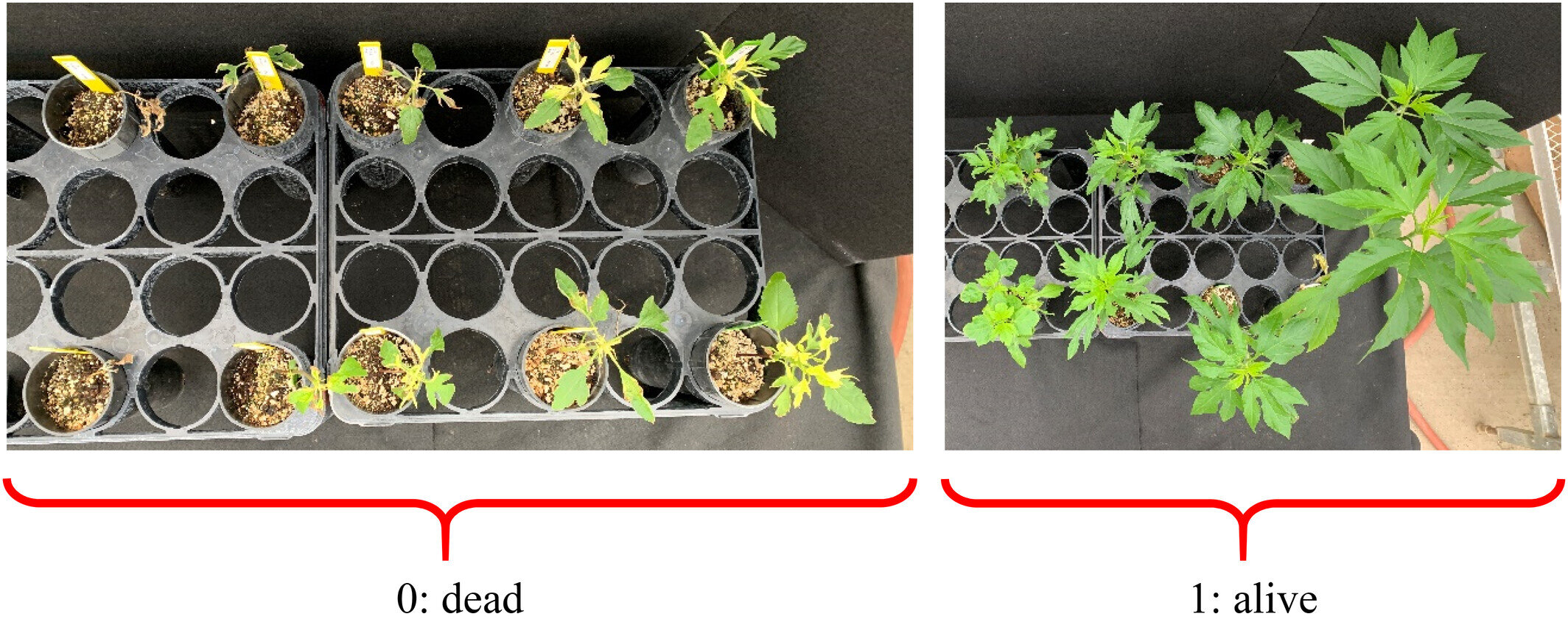 Killing giant ragweed just got harder for some Wisconsin farmers