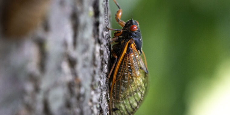 Explosion of cicada-eating mites has the state of Illinois scratching