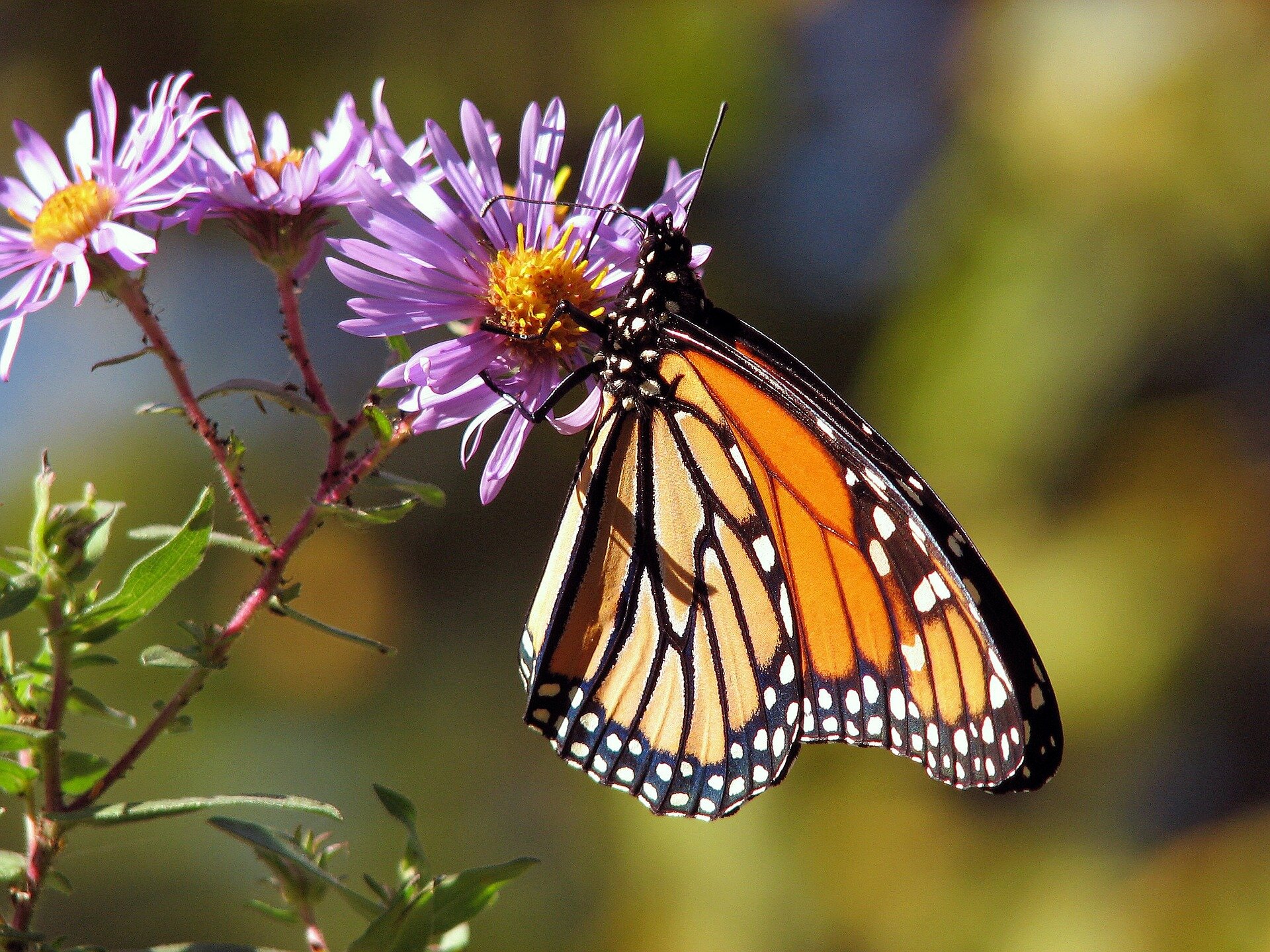 Monarch butterfly numbers have dropped this summer in Illinois, Upper Midwest, experts say