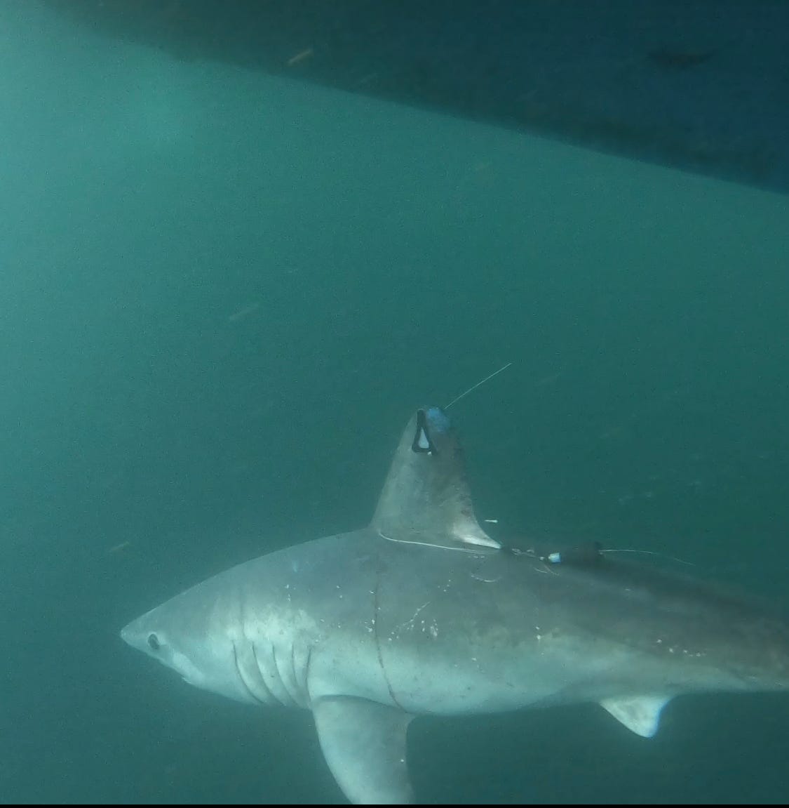 Researchers shocked after 8-foot shark is eaten by a predator. But who's the culprit?