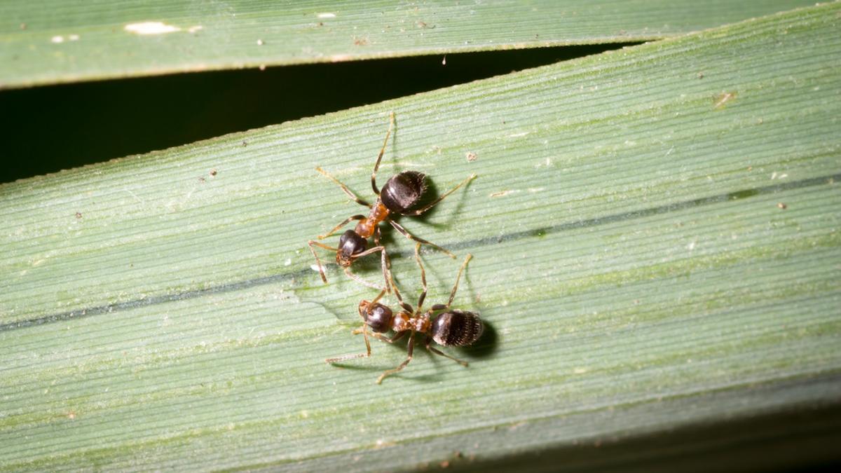 Scientists issue PSA after discovering highly invasive NYC species capable of spreading across entire East Coast: 'We're talking about a big, big issue here'