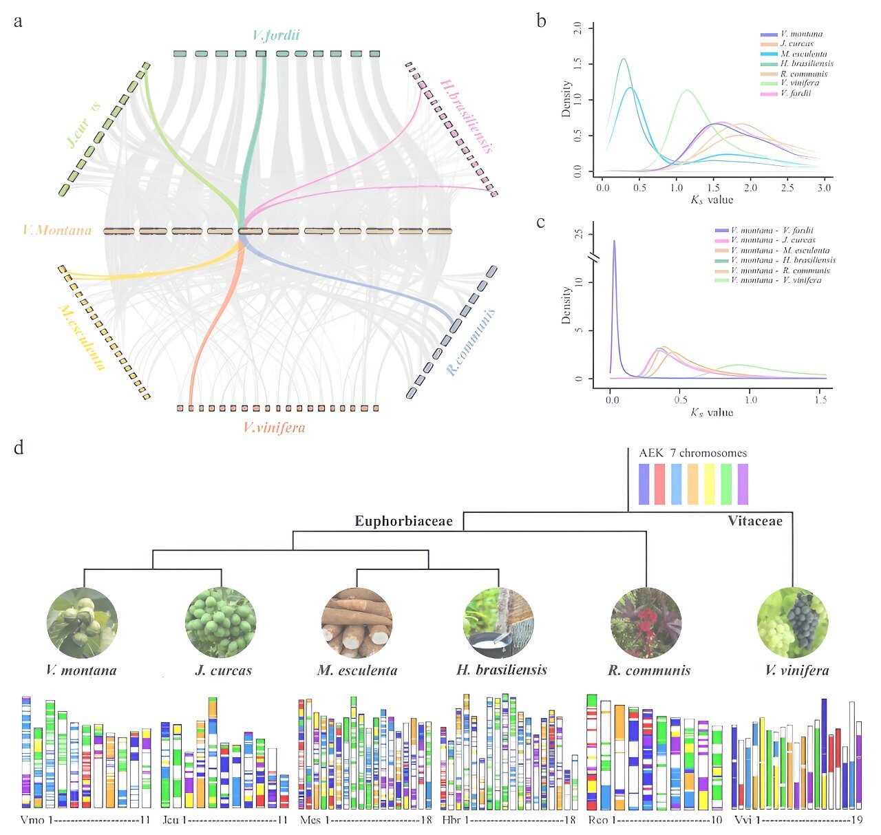 Vernicia montana's genome unearths new breeding horizons