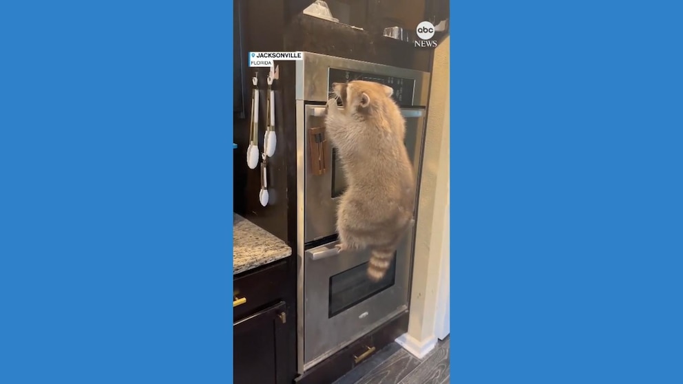 WATCH: Pet raccoon takes a tumble in the kitchen