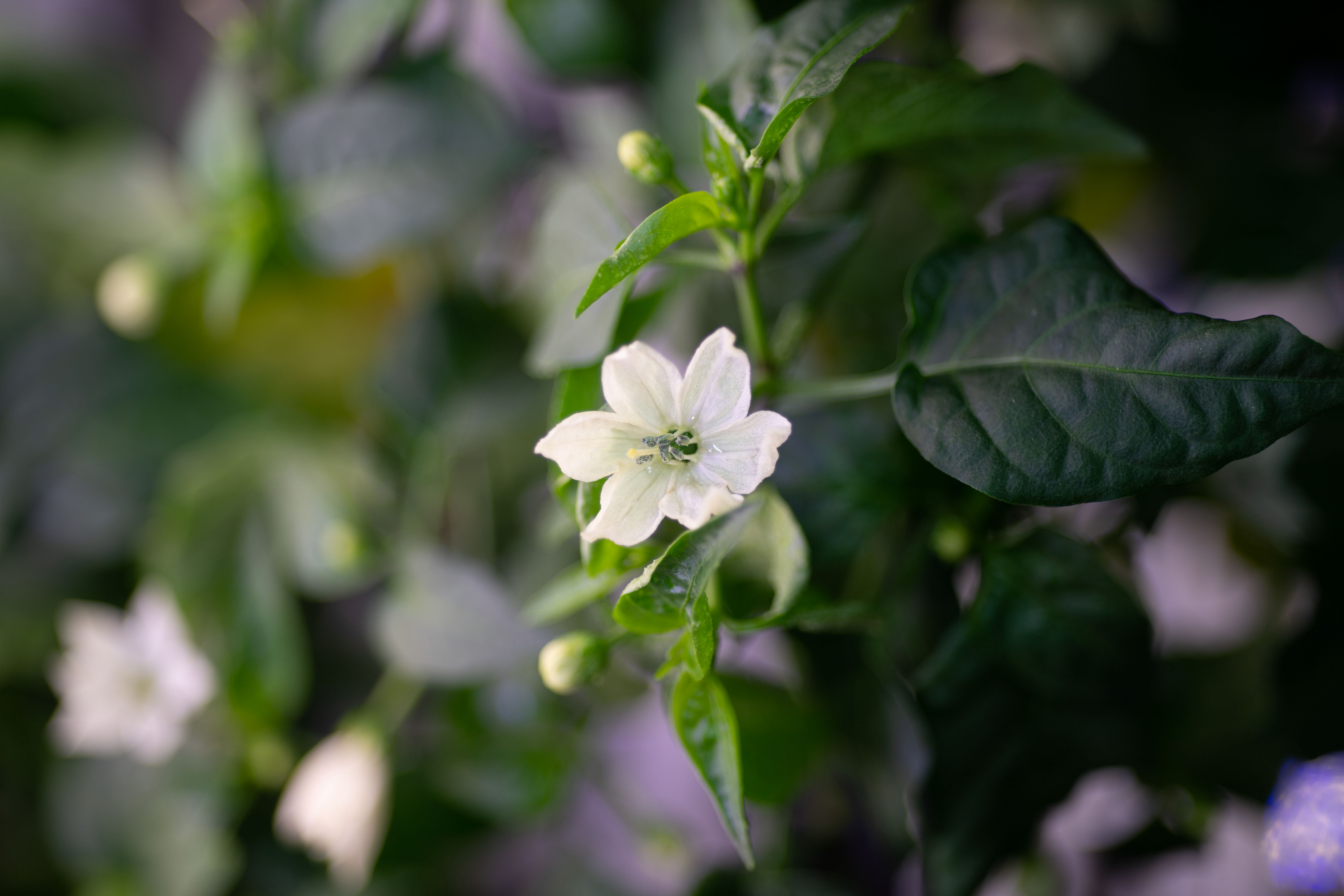 Chile Flowers Bloom in Space