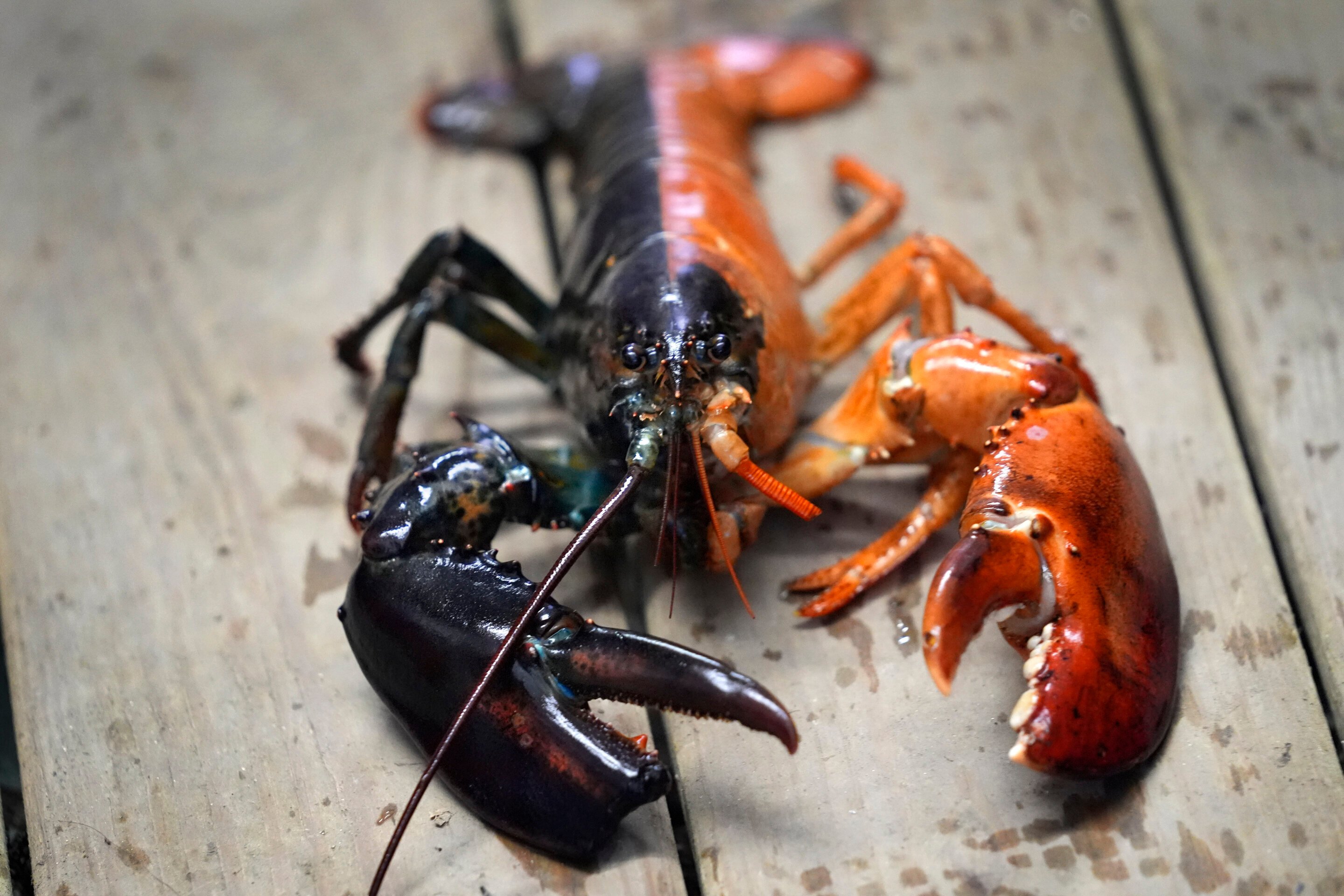 Just how rare is a rare-colored lobster? Scientists say answer could be under the shell