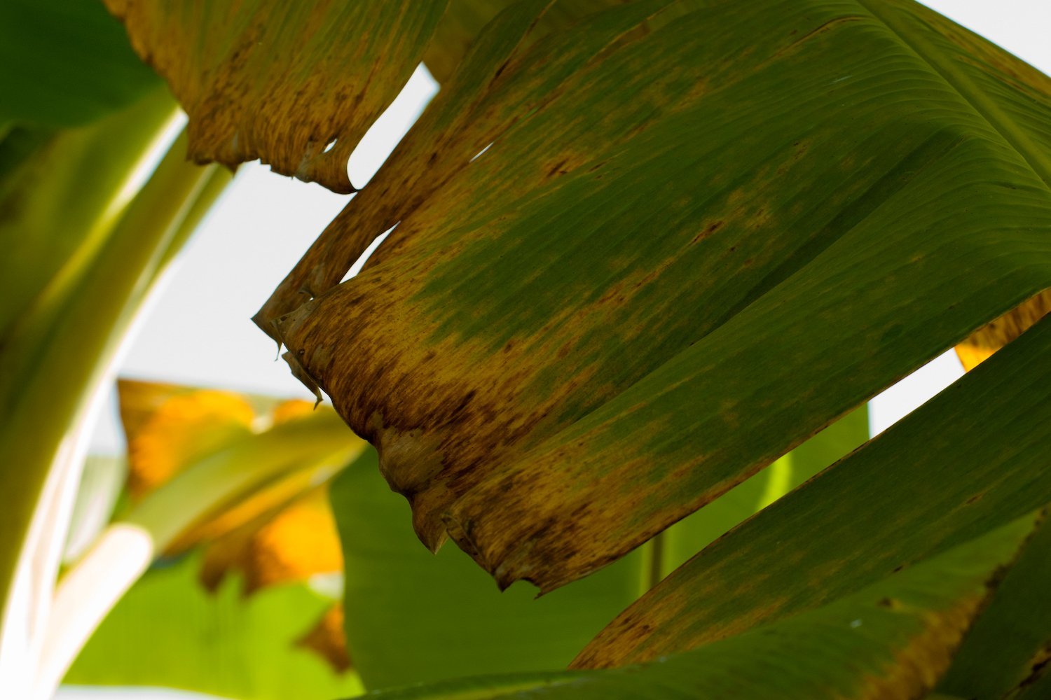 This Fungus Kills Bananas. B-A-N-A-N-A-S. But There’s Hope