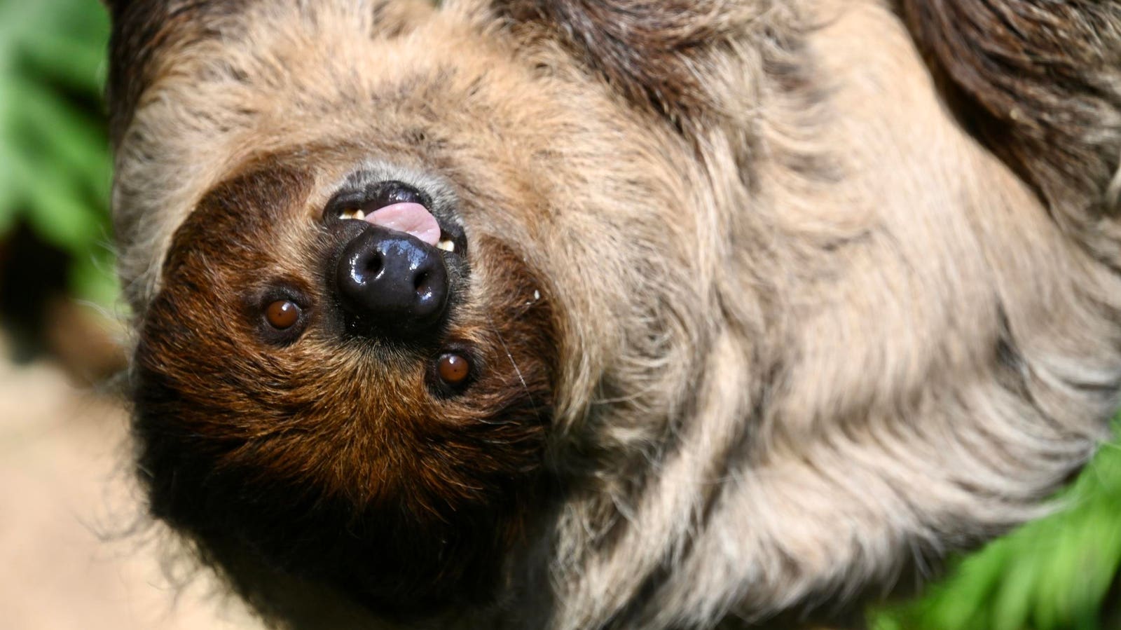 Sloth Fever: What To Know As Potentially Dangerous Oropouche Virus Detected In U.S.