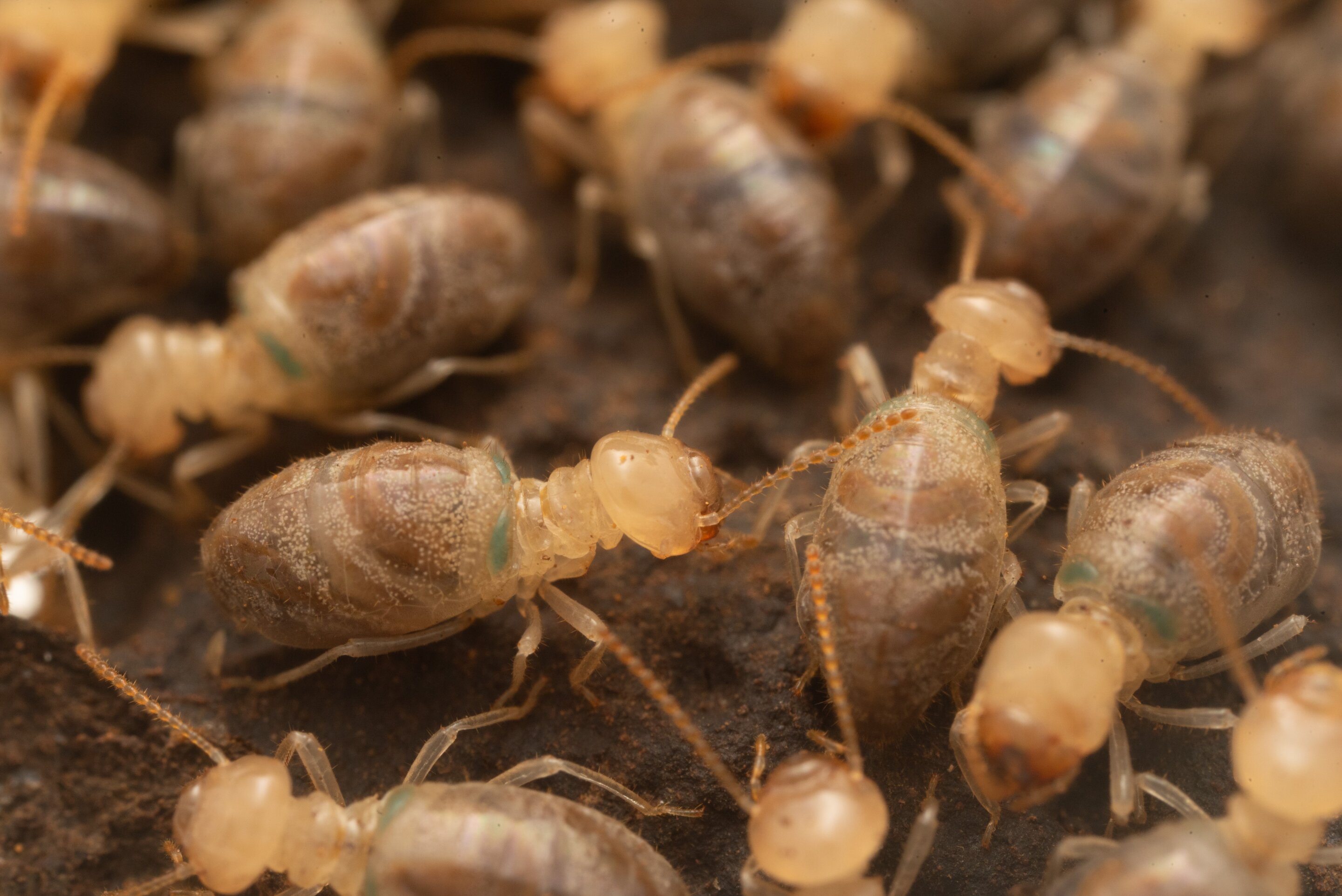 Kamikaze termites protect their colony with the help of a special enzyme whose secrets have now been uncovered