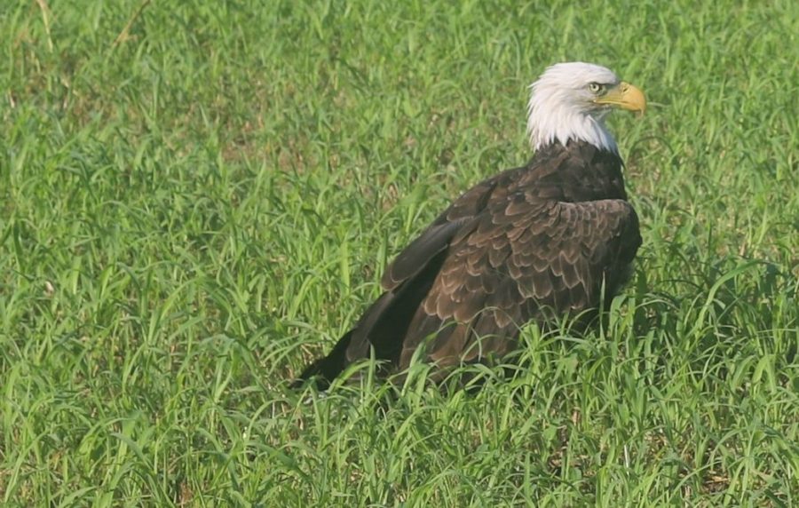 Missouri Department of Conservation rehabilitates bald eagle full of raccoon