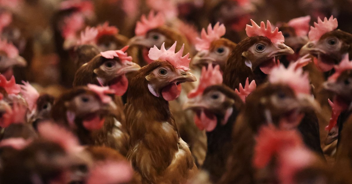 CDC says no ‘clear source’ of bird flu infection in Missouri patient