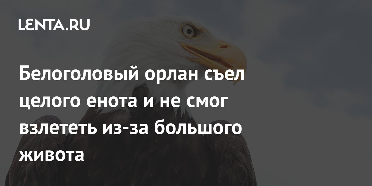 Белоголовый орлан съел целого енота и не смог взлететь из-за большого живота