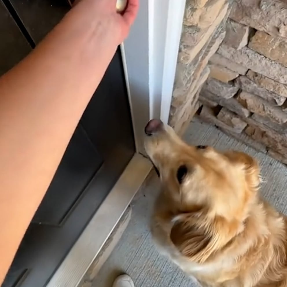 WATCH: Watch this excited Labrador take a tour of the family’s 1st home