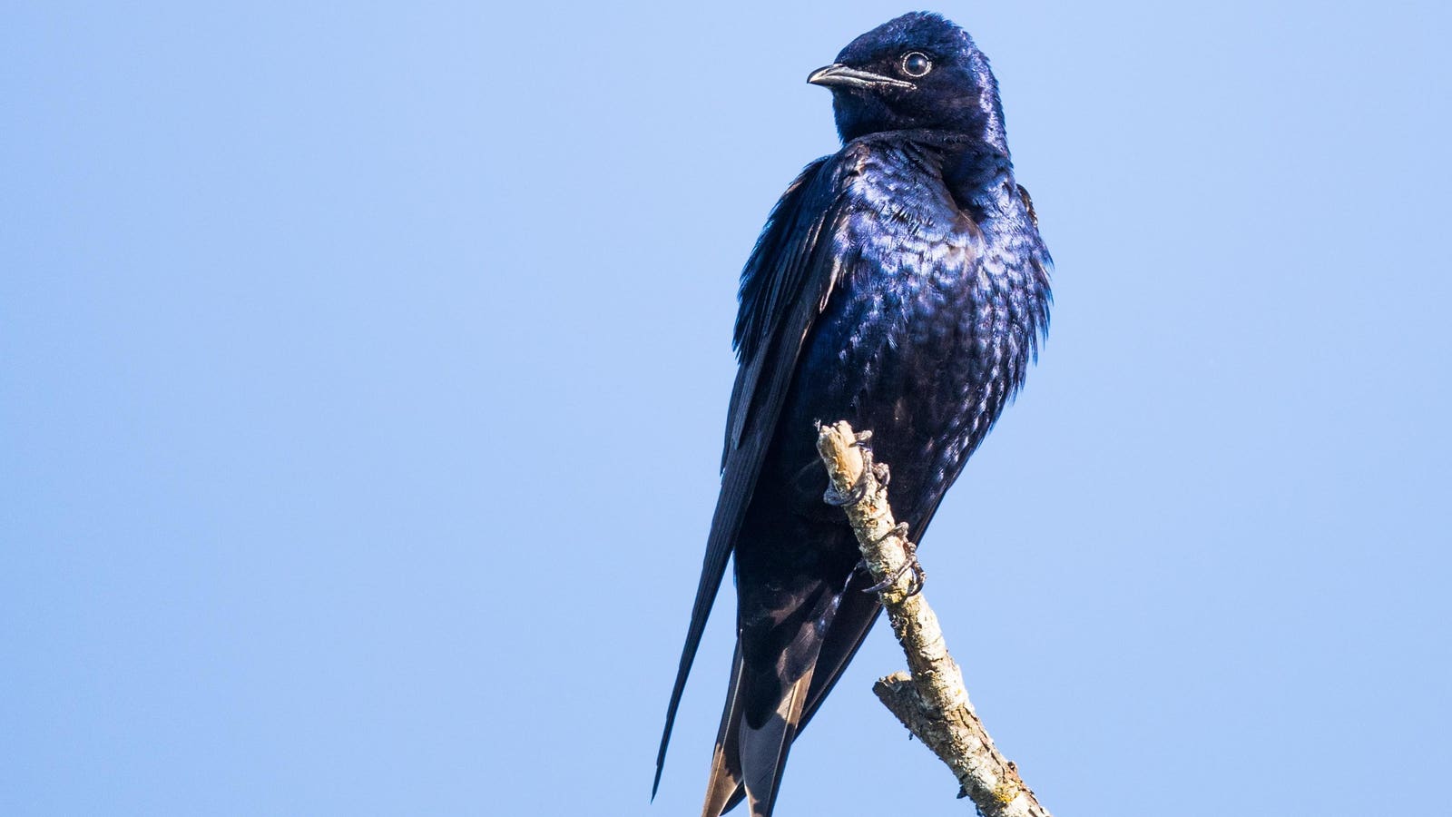 For World-Class Birdwatching, Head To Columbia, South Carolina