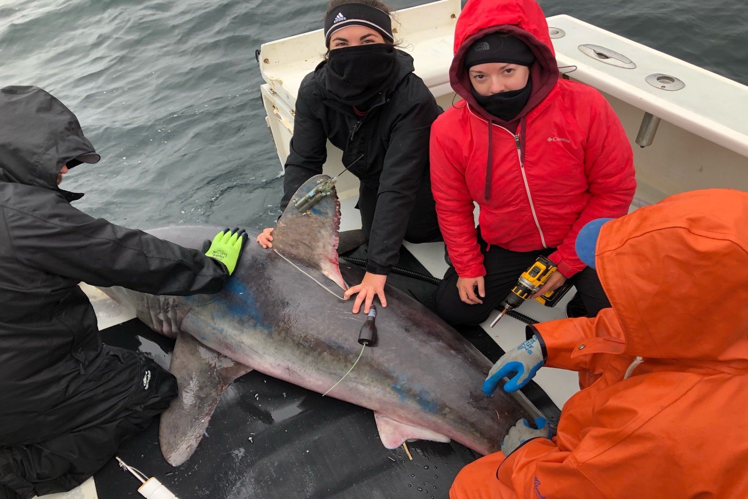 Swallowed Tracking Tag Confirms Large Sharks Are Hunting Each Other