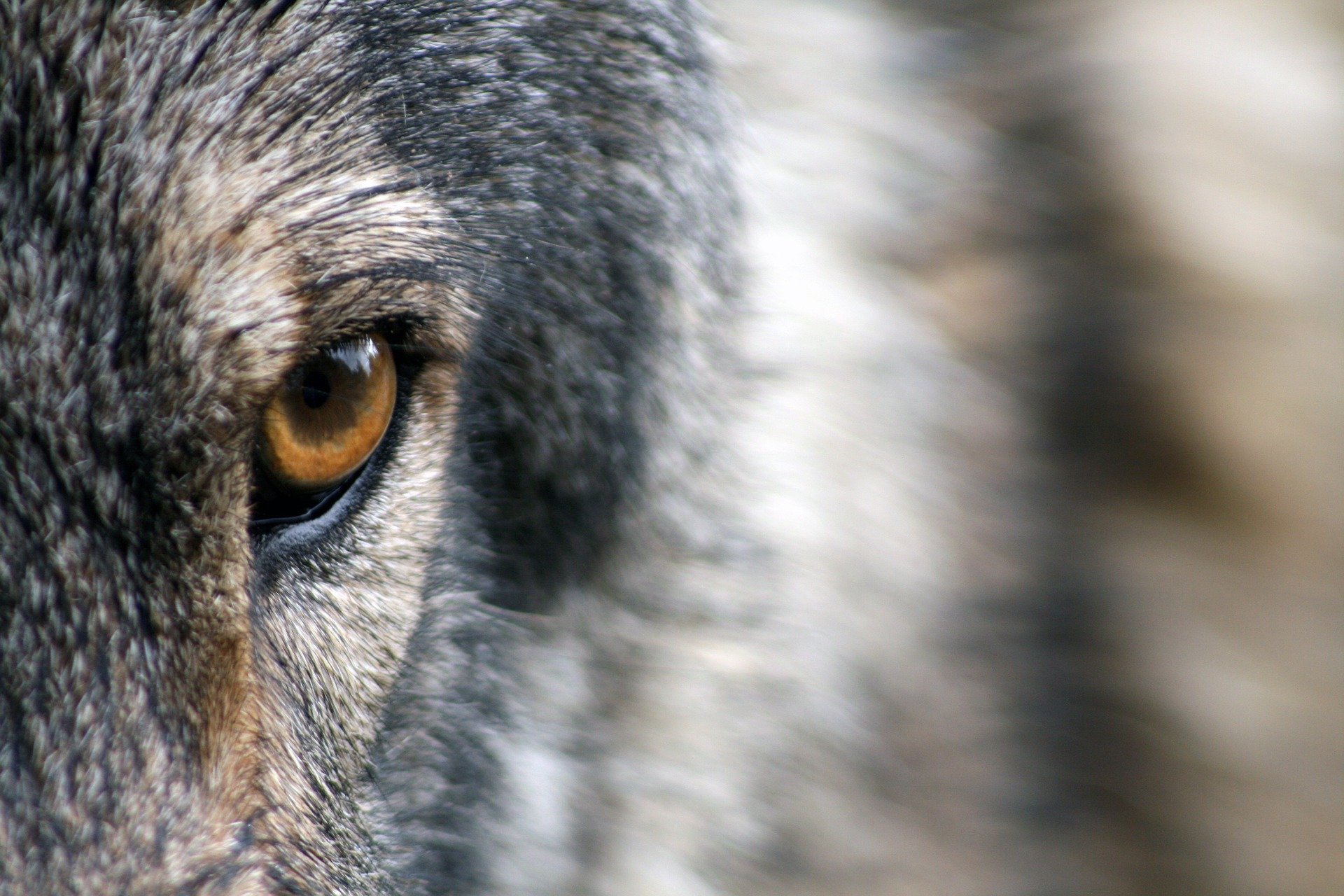 One of Colorado's reintroduced wolves wandered into Rocky Mountain National Park