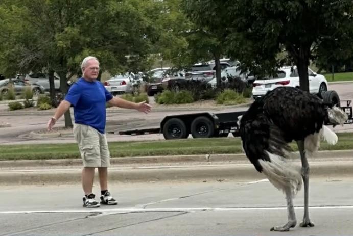 Escaped ostrich wanders into South Dakota road