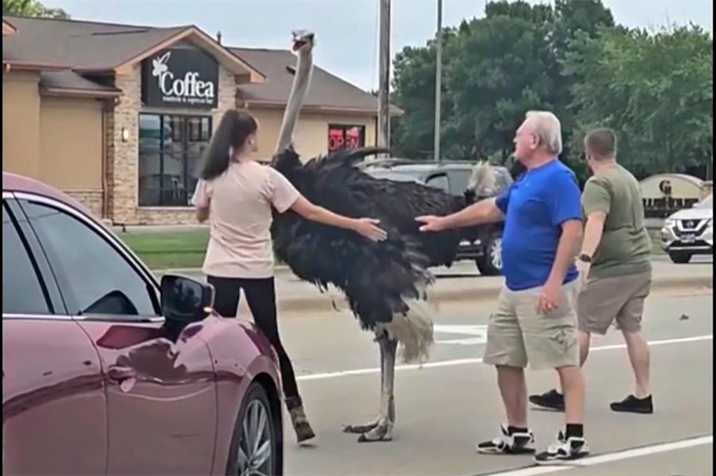 Escaped ostrich brings traffic to a halt on busy road in South Dakota: wild footage