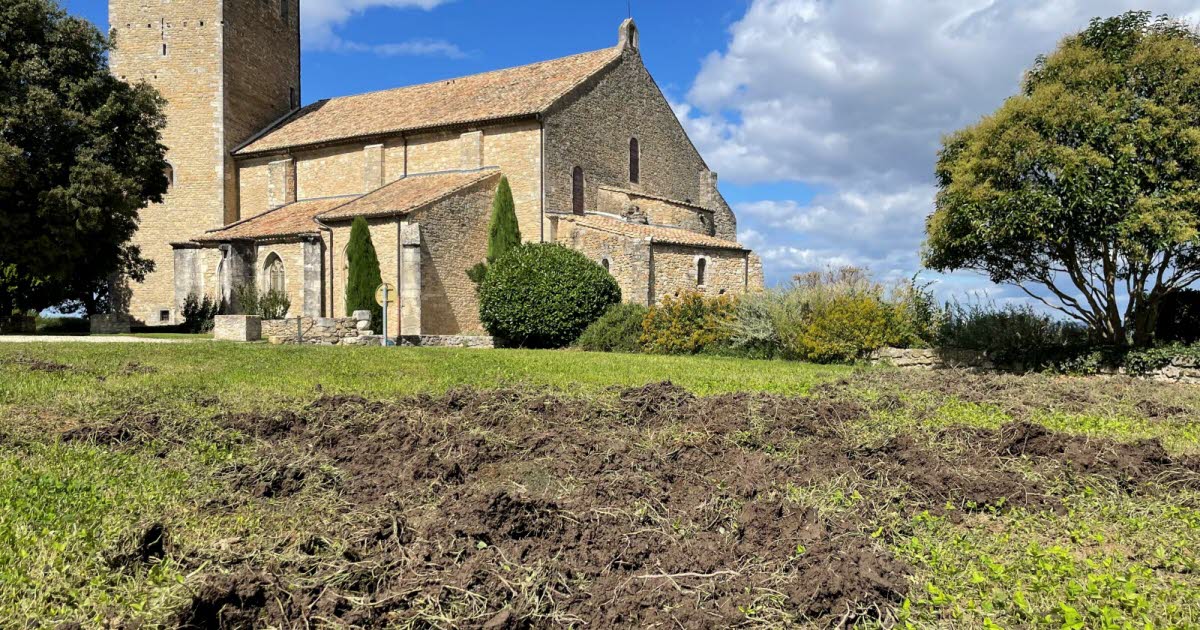 Vaucluse. Des sangliers en ville : « Ils ravagent tout sur leur passage »