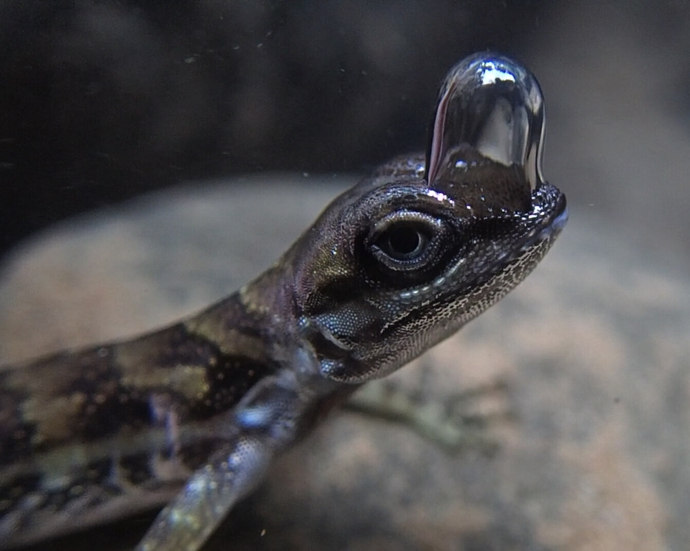 'Scuba-diving' lizards use bubble to breathe underwater and avoid predators