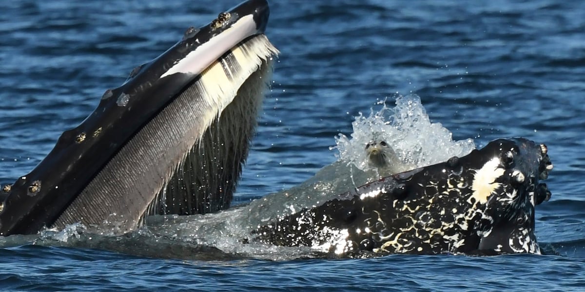 A bewildered seal found itself in the mouth of a humpback whale