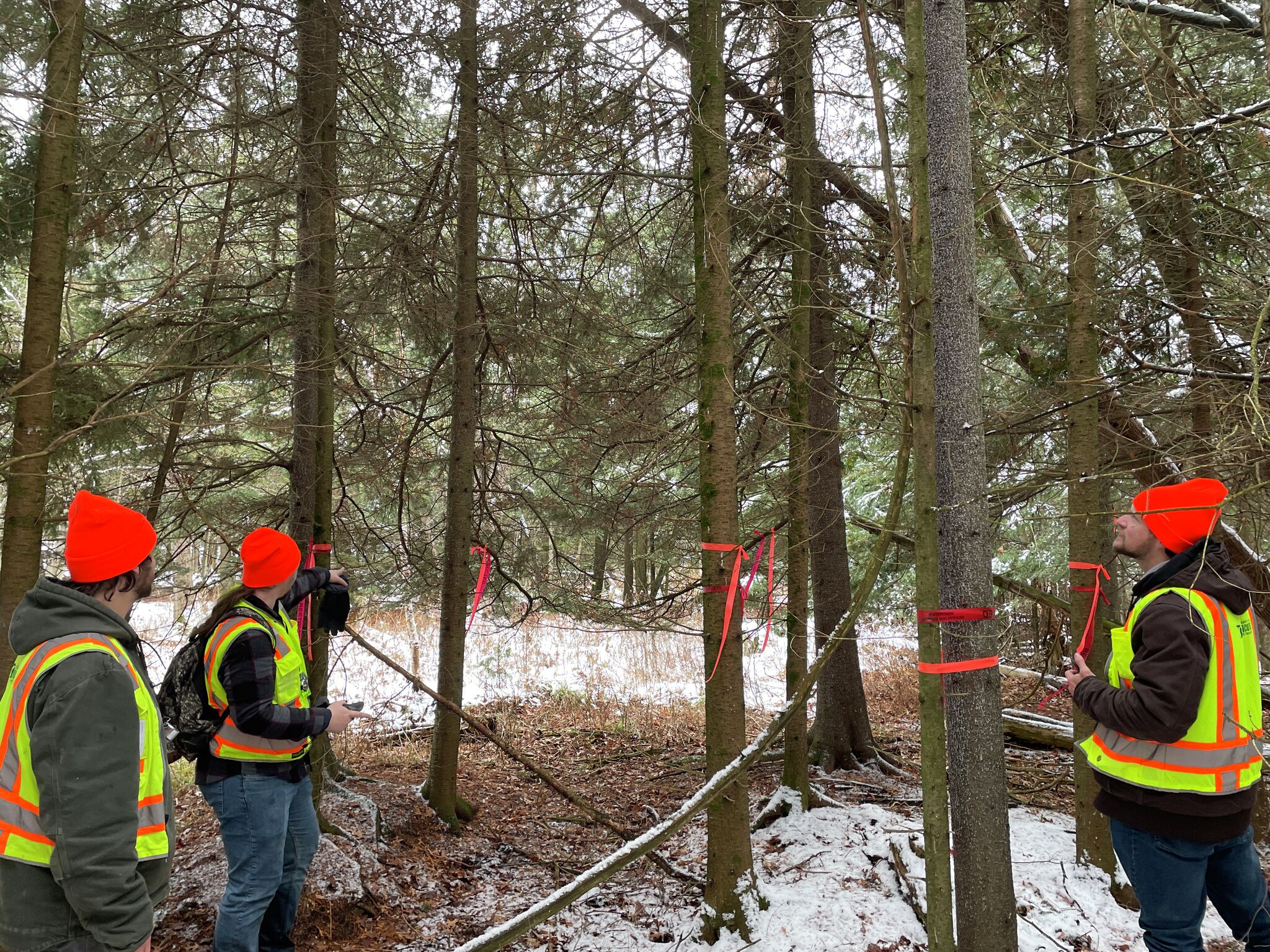 Invasive bug dangerous to Michigan's Christmas trees spurs quarantine