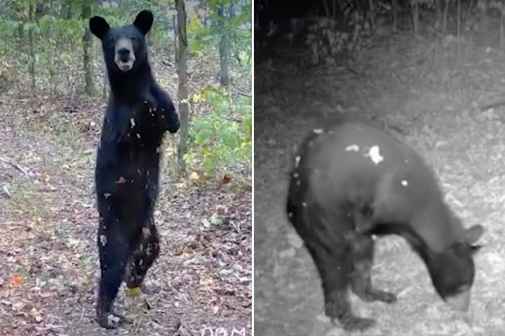 Two-legged bear spotted walking through West Virginia woods