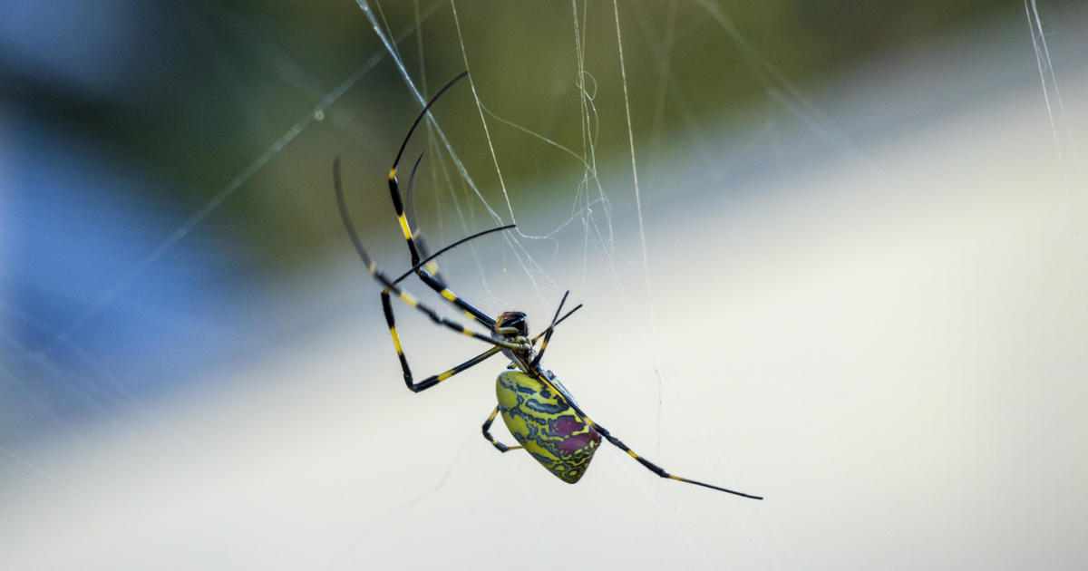 Giant "flying" Joro spiders reported across Georgia - and now confirmed in Pennsylvania