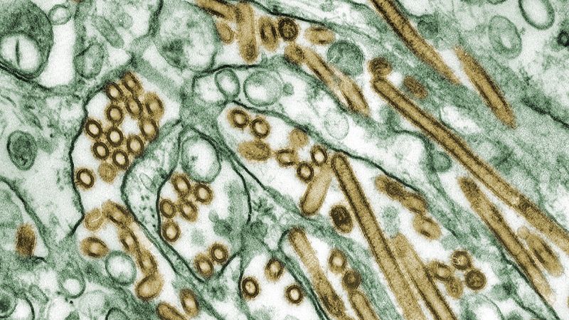 Mysterious bird flu case in Missouri was similar to strain circulating in cattle, CDC says