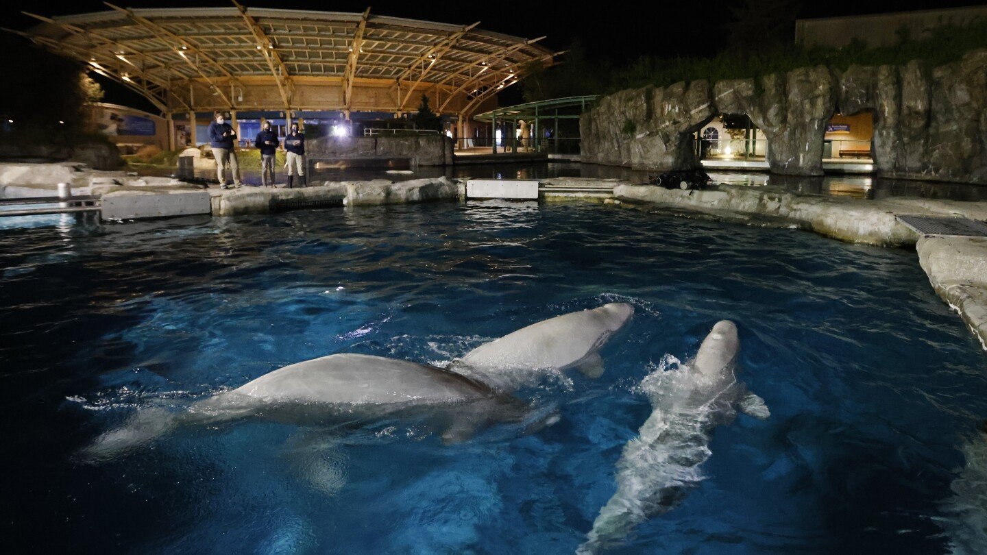 Connecticut aquarium pays over $12K to settle beluga care investigation