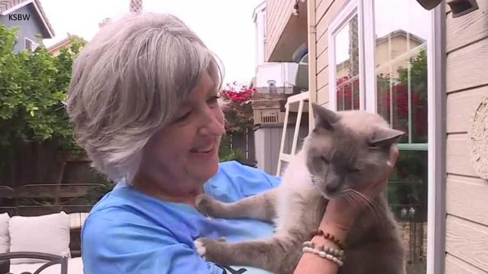 Cat travels more than 1,000 miles back home to CA after going missing in Yellowstone