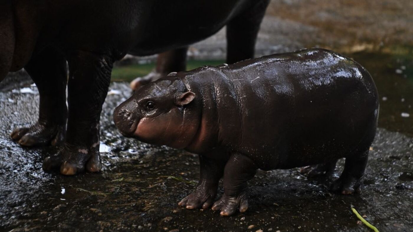 Meet Moo Deng, the baby pygmy hippo so popular you can visit her for only 5 minutes