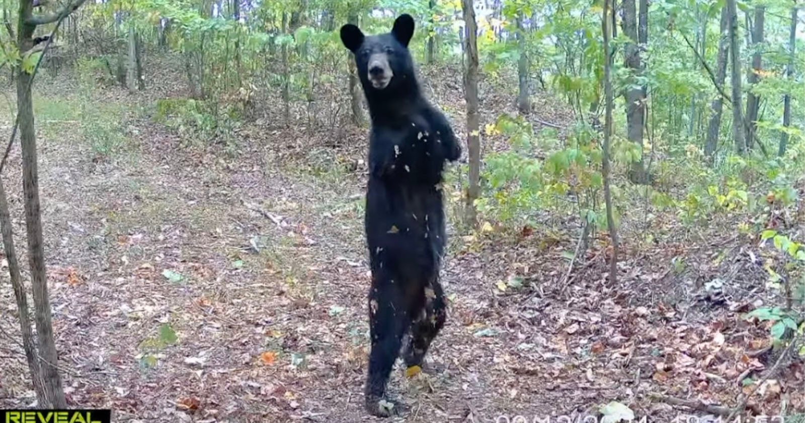 Two-Legged Bear Caught on Trail Camera