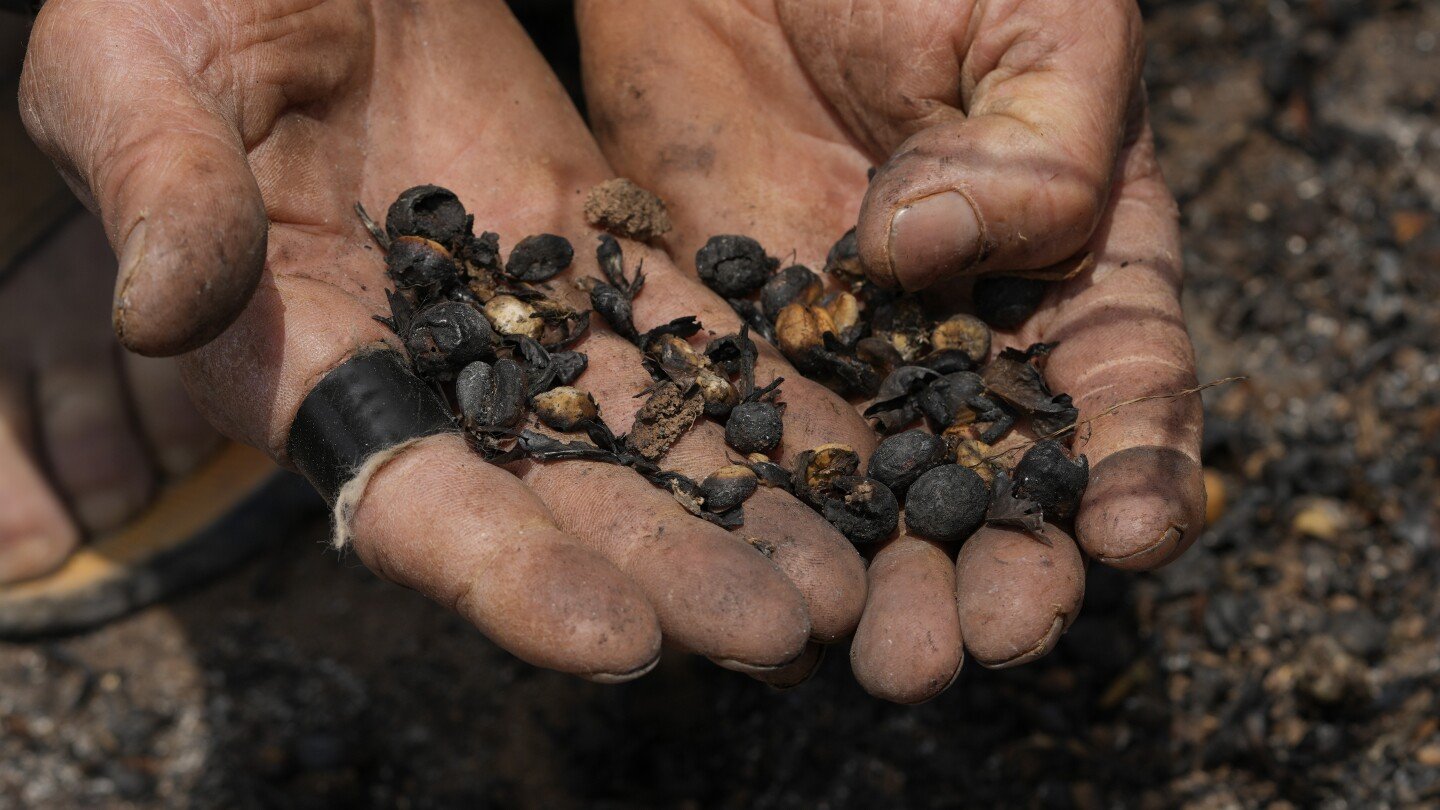 Brazil drought punishes coffee farms and threatens to push prices even higher