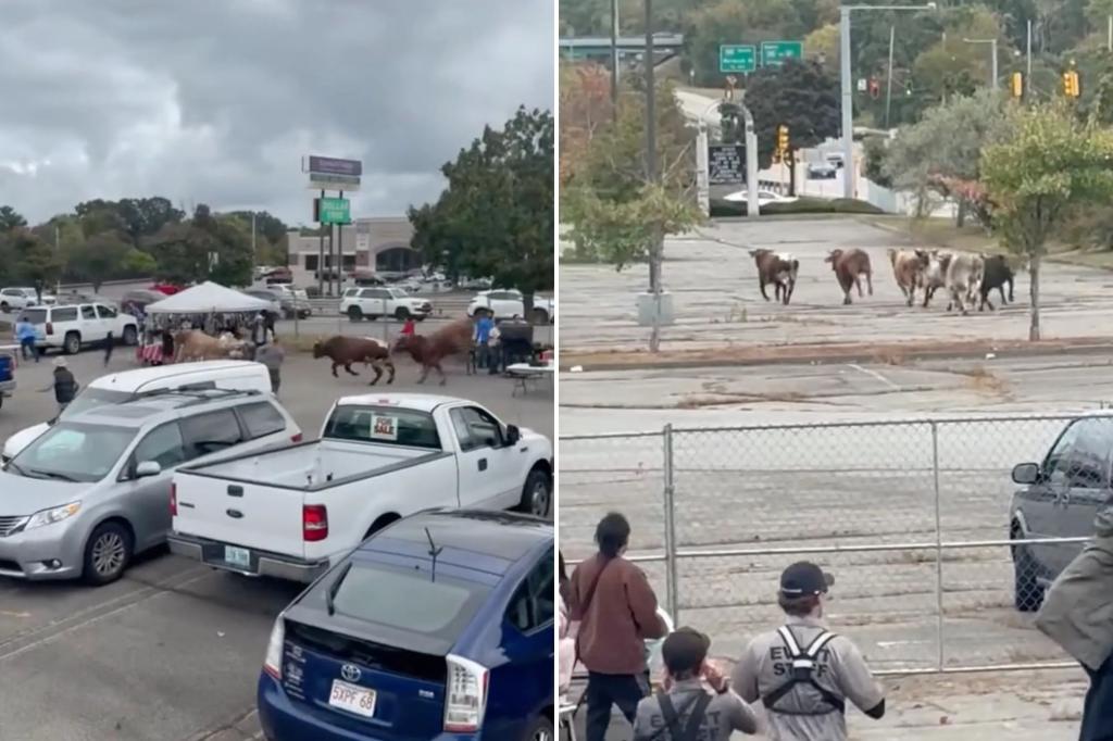 Rodeo bulls escape mall pen and trample through Massachusetts yards