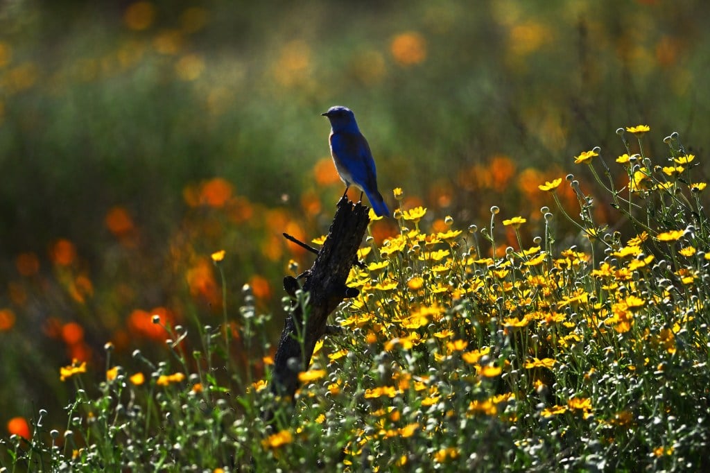 Why have bluebirds ignored a North Carolina birdhouse for a decade?