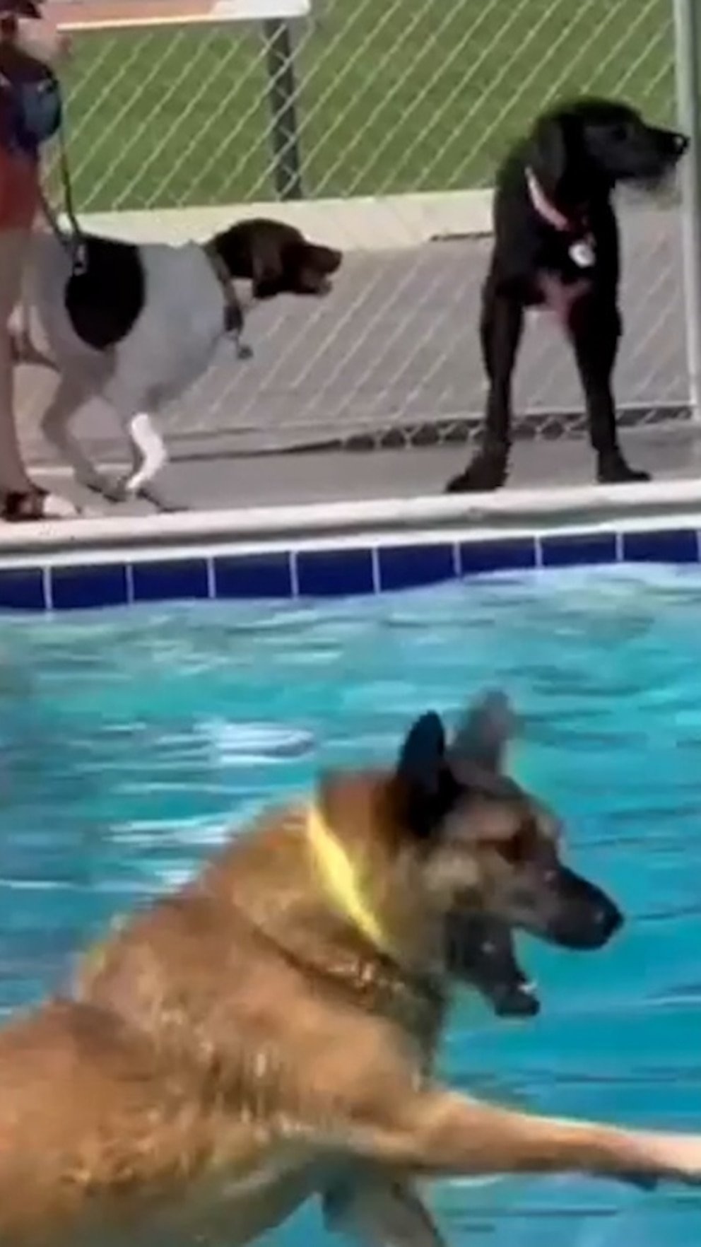 WATCH: These dogs in a pool are my brain when I'm trying to have a relaxing weekend