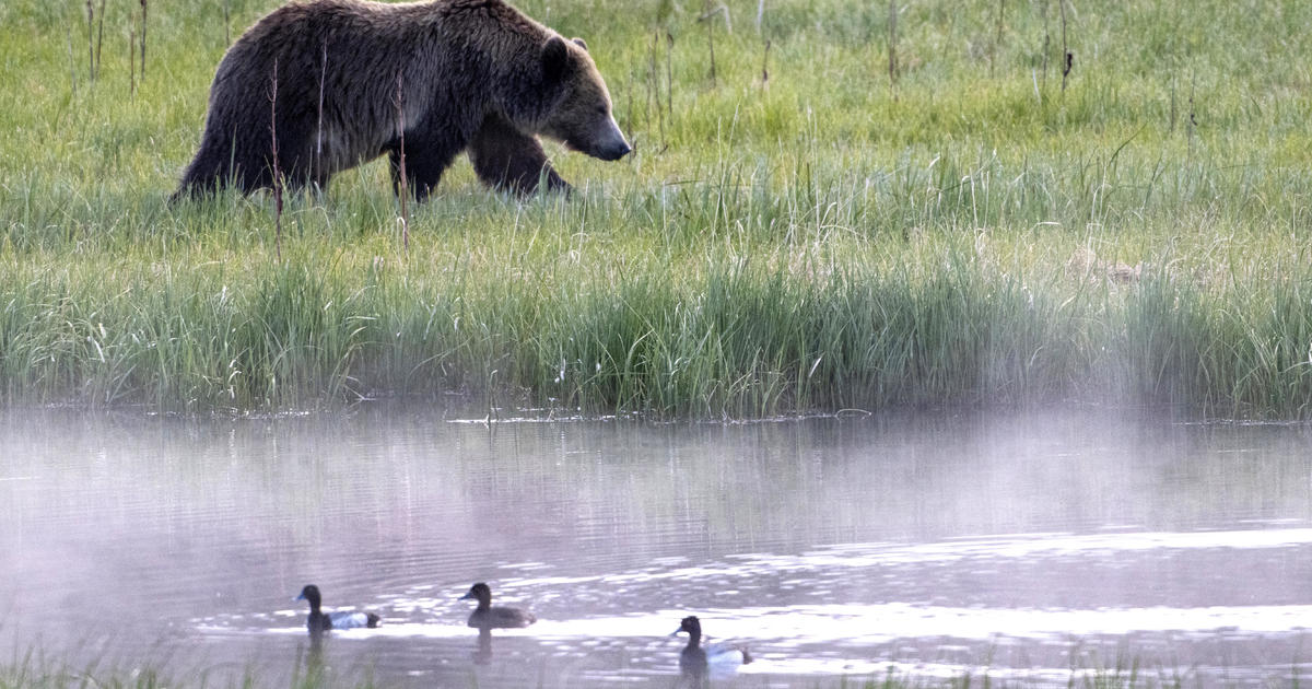 Grizzly bear attacks and injures archery hunter in northern Idaho