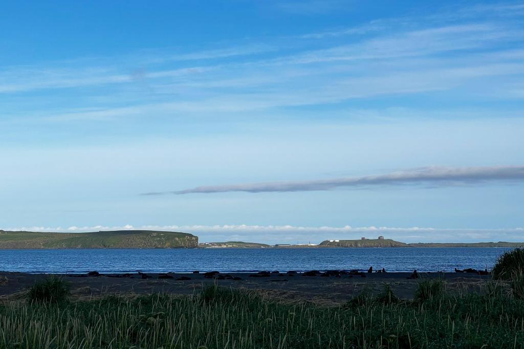 Why an Alaska island is using peanut butter and black lights to find a rat