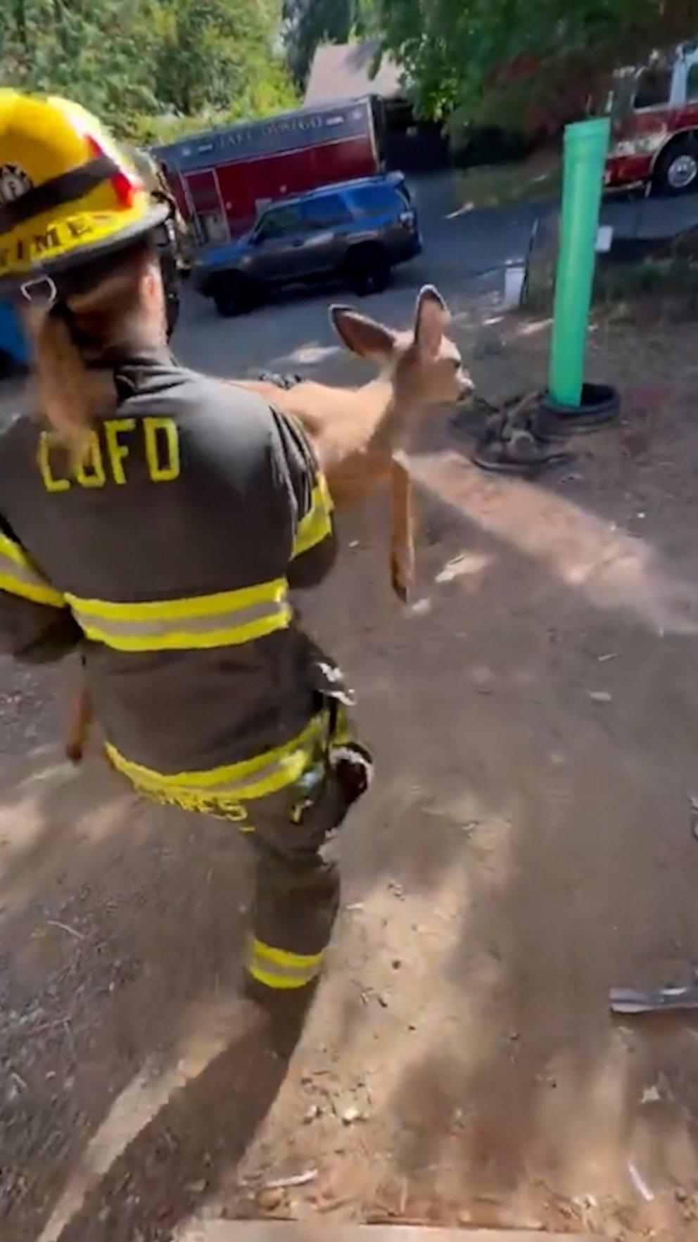 WATCH: Emergency responders free baby deer stuck in window well