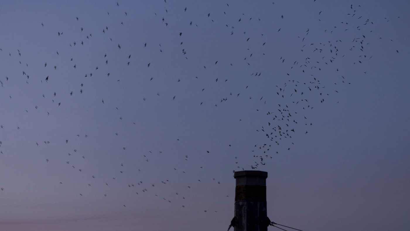 In Portland, thousands gather to marvel at migrating birds’ nighttime routine