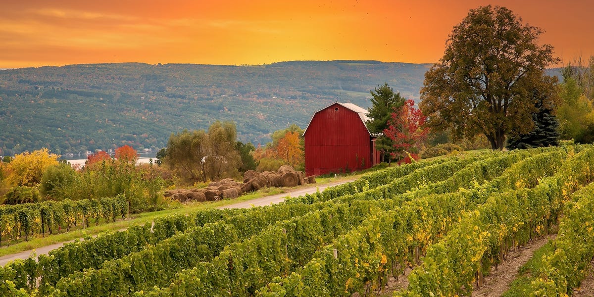 The 5 US states with the best wineries, according to a sommelier