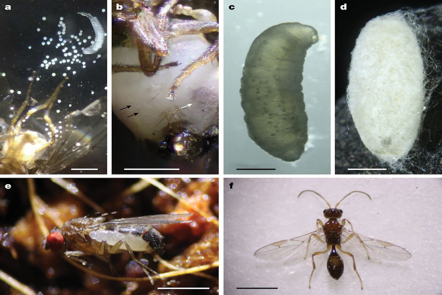 Sinister Parasitic Wasp Turns Adult Fruit Flies Into Living Incubators