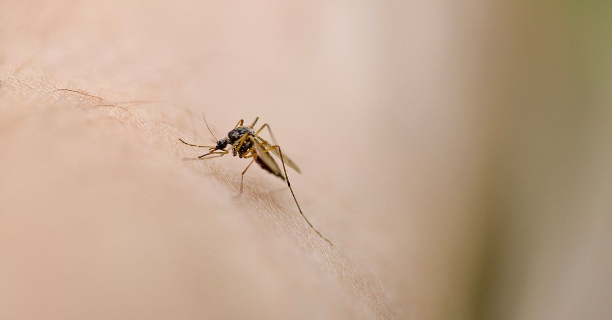 New Hampshire Resident Dies After Testing Positive for Mosquito-Borne Encephalitis Virus